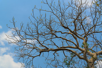 Sky above the trees in the forest