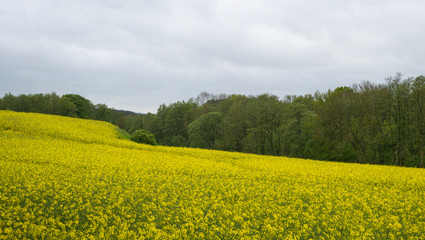 Obraz premium Blühendes Rapsfeld