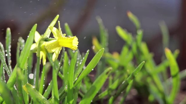 Yellow blooming daffodil with water drops in light breeze. Sunny day. It rains in sunny day. Low angle. Sunshine. Sunrise.  Shallow depth of field.