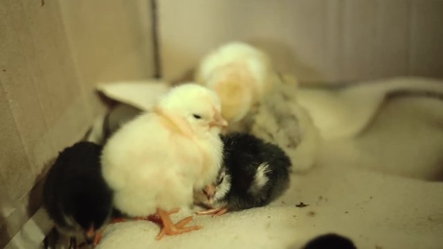 Recently hatched, still wet, unconscious, yellow newborn chicks in an incubator. The yellow falls asleep while standing, and the black one fits under it, like a kvochku, to keep warm.