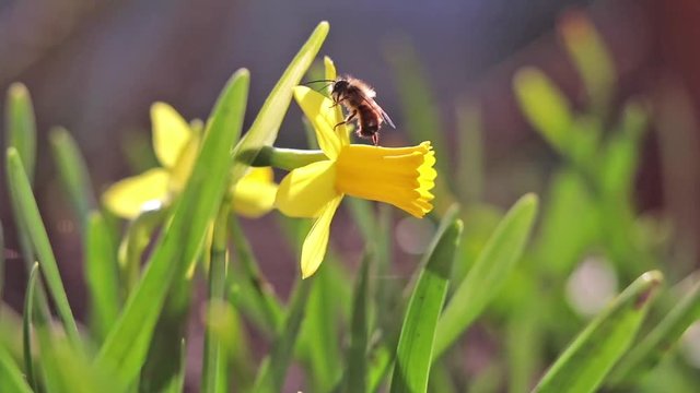 Bee collects nectar and flies. Yellow blooming daffodil in light breeze. Sunny day. Low angle. Sunshine. Sunrise. Shallow depth of field.