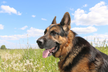 Dog german shepherd and grass around in a summer