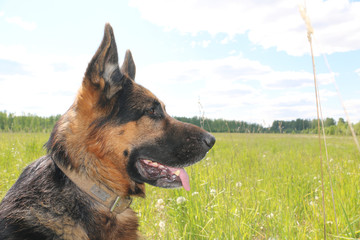 Dog german shepherd and grass around in a summer