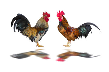 chicken bantam isolated on white background