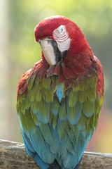 Close up Scarlet Macaw 