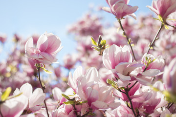 Rosa Magnolienblüten im Frühling 