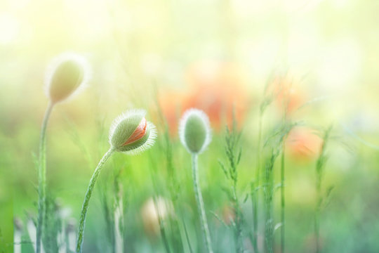 Fototapeta Delicate fluffy poppy buds in a field on nature in sunlight on a light green background macro. Spring summer background Border template for design. An airy gentle artistic image.