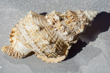 Giant Seashell Macro