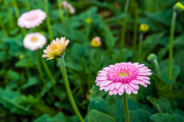 Yellow hearted gerbera flower with pink petals from close