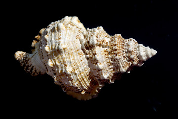 Giant Seashell Macro