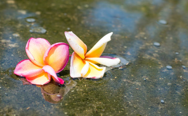 the couple red yellow and white plumeria flower are drop in water with plumeria tree shadow
