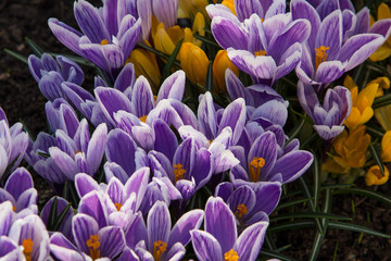 Bl&uuml;tenpracht Krokus Fr&uuml;hbl&uuml;her