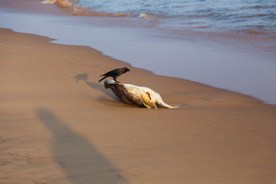 Dead Turtle On The Shore Of The Bay Of Bengal
