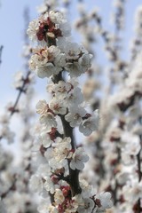 beautiful flowering tree in spring