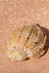 Sea Shell Macro