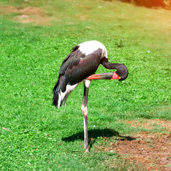 Black stork wildlife nature.