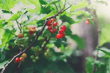 Obraz premium Red currant on a bush closeup, summer garden