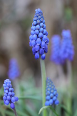 Perlhyazinthe, Traubenhyazinthe