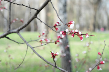 Blossoming branch of apricot tree at sunset light. Spring apricot branch blossom.