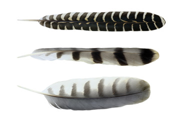 bird feather isolated on white background