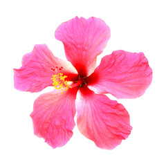 Pink hibiscus isolated on white background.