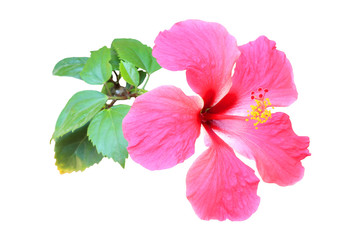 Fototapeta na wymiar Pink hibiscus isolated on white background.