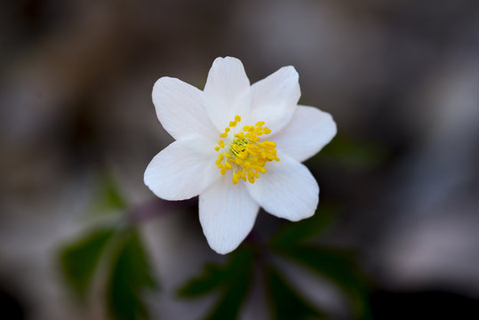 Anemone nemorosa is an early-spring flowering plant  native to Europe.The plant contains poisonous chemicals that are toxic to animals including humans, but it has also been used as a medicine.