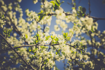 Spring White Blooming Trees Retro