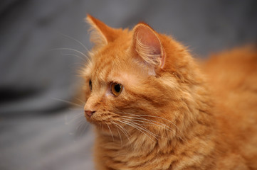 Beautiful red cat on a gray background