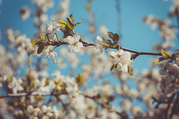 Spring White Blooming Trees Retro