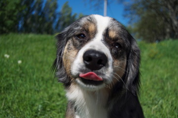 Chien qui tire la langue