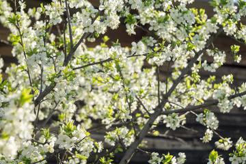 Spring White Blooming Trees