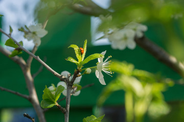 Spring White Blooming Trees