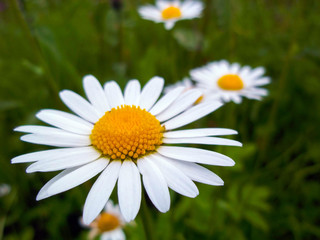 White daisy flower close-up. Chamomile closeup