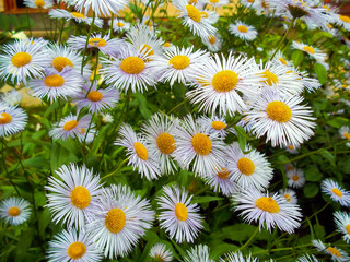 Flowers of white daisies