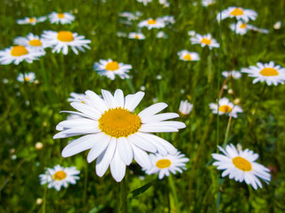 Flowers of white daisies. Chamomile