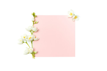 branch of blossoming jasmine and blank pink card isolated on whi