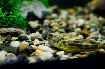 Tetraodon of fahaka in the aquarium