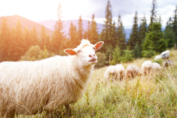 Grazing sheep flock on the pasture in mountains. Image with copy space
