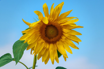 Naklejka premium Sunflower. Yellow flower blooming beautiful closeup summer sunny day.