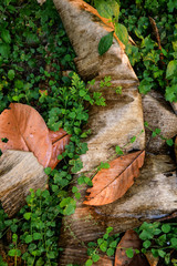 Fototapeta premium High angle view of wet dry leaves with green vegetation, natural artistic and colored background, art in nature