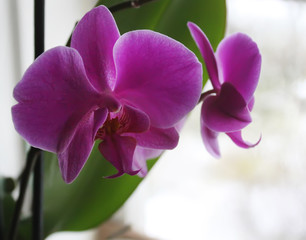 Beautiful purple orchids flower on a branch