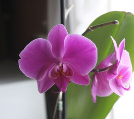 Beautiful purple orchids flower on a branch
