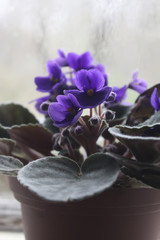 Violets flowers close up