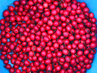 Red berries of hawthorn or thornapple