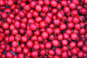 Red berries of hawthorn or thornapple