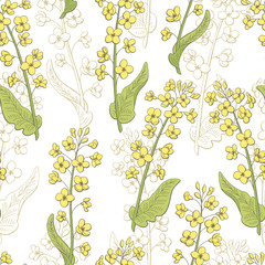 Rape flower graphic color seamless pattern sketch illustration vector