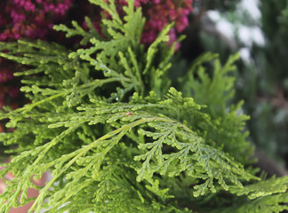 Pots with young conifer plants