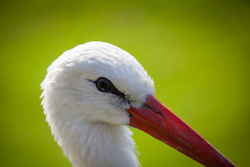 white stork