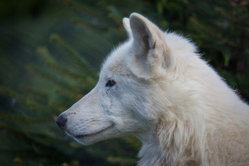 White wolf